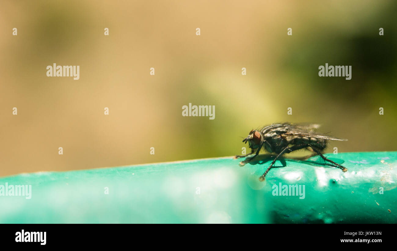 Tsetse fly on surface extreme magnification. The tsetse fly causes sleeping sickness, which can