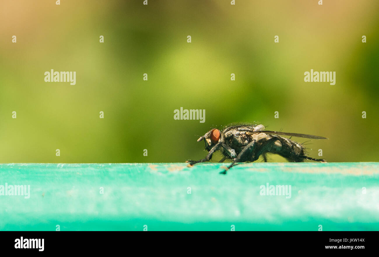 Tsetse fly on surface extreme magnification. The tsetse fly causes sleeping sickness, which can be deadly. Stock Photo