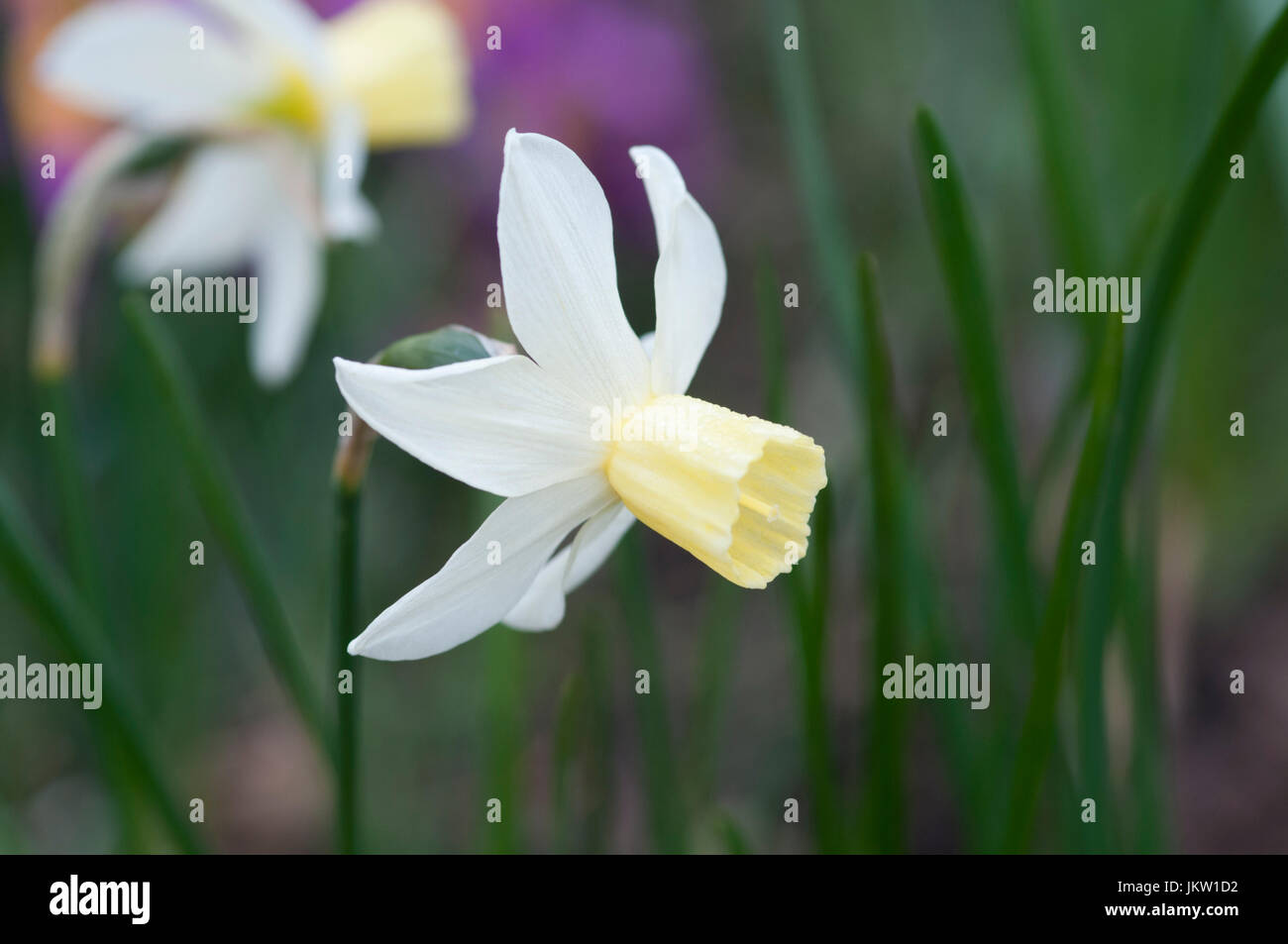 NARCISSUS SAILBOAT Small narcissus with white swept back petals and a yellow cup Stock Photo