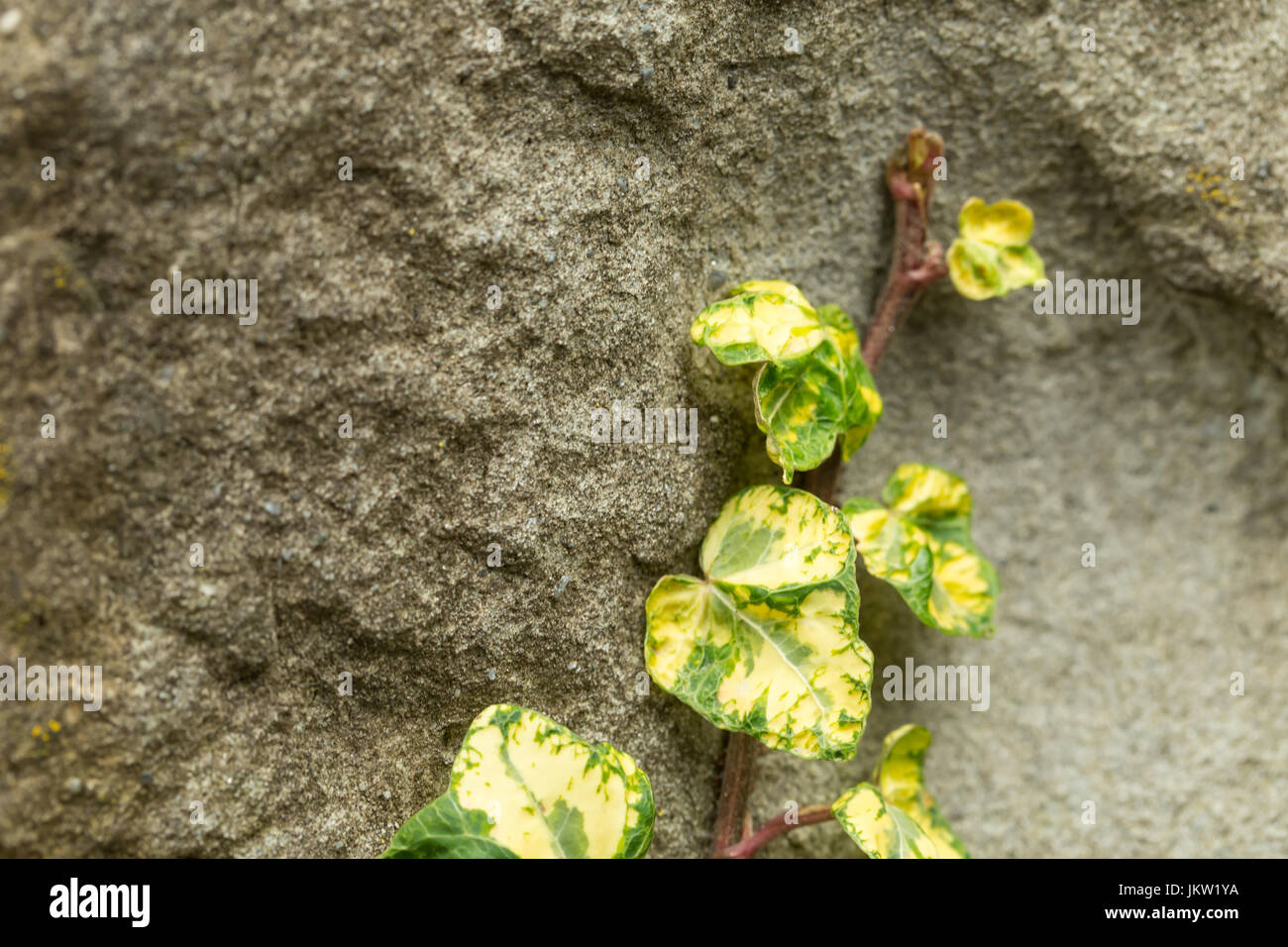 Young ivy on a stone relief wall Stock Photo - Alamy