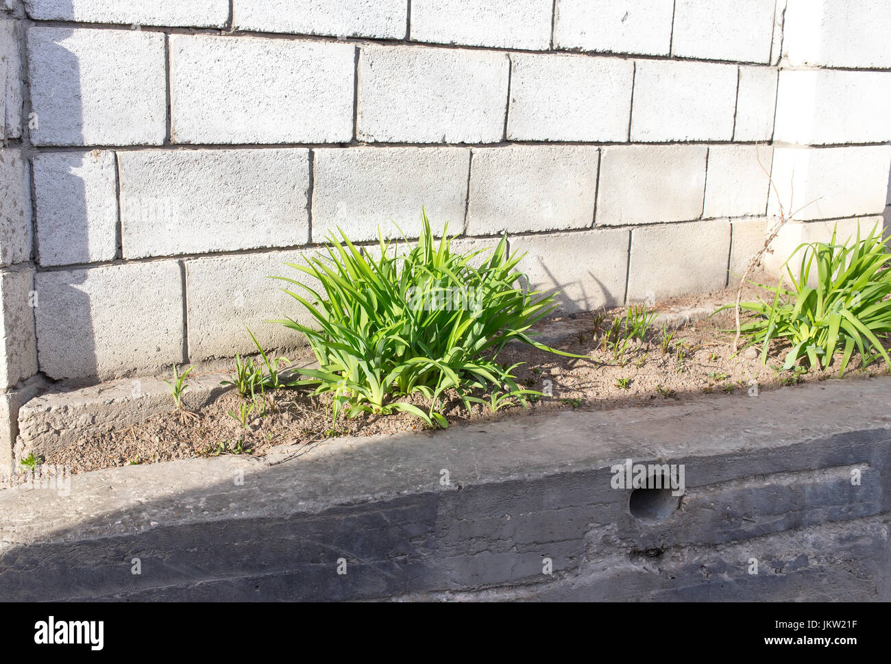 Green plants growing near the stone wall Stock Photo - Alamy
