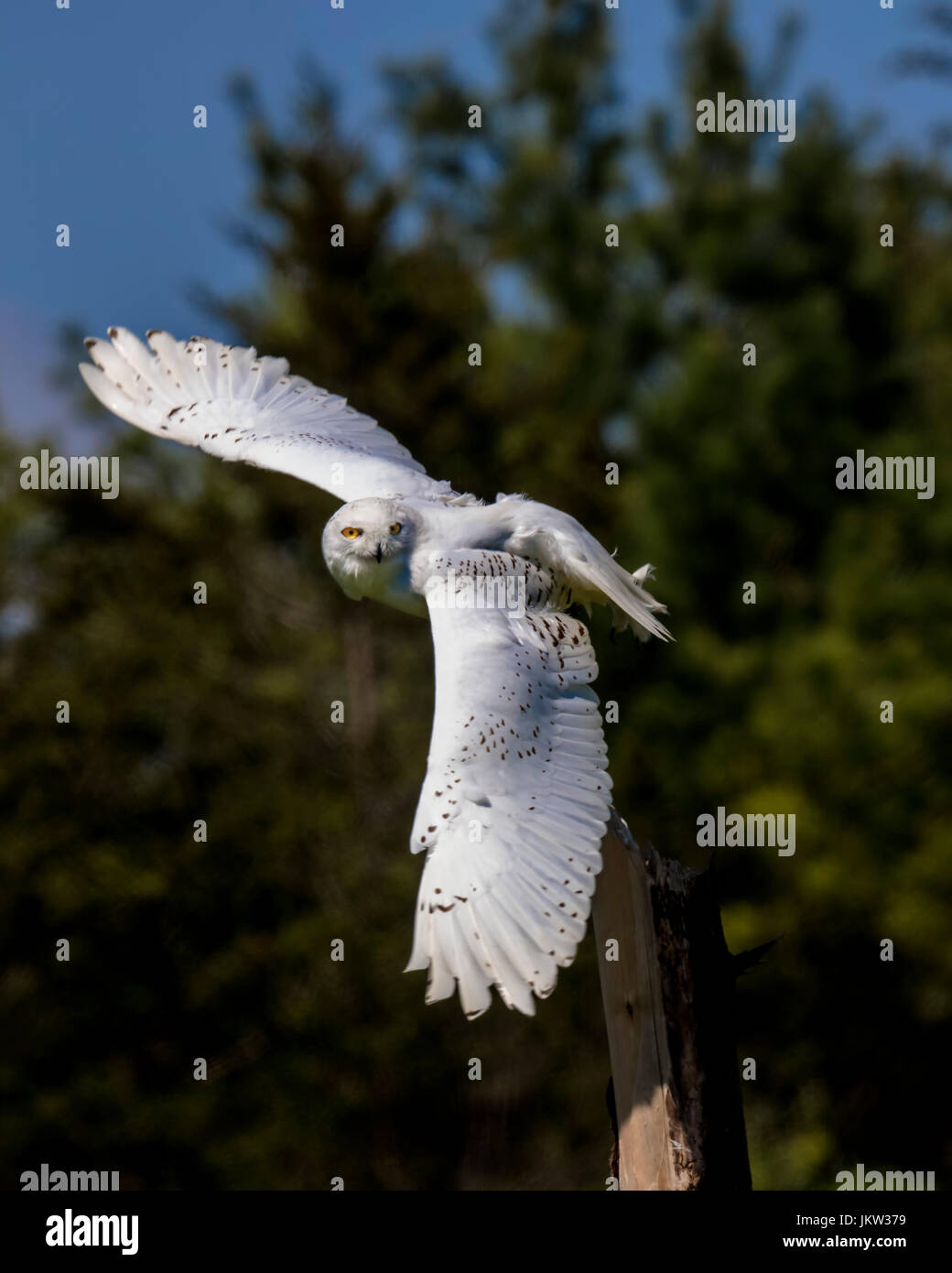 Snowy Owl Canadian Raptor Conservancy Stock Photo - Alamy