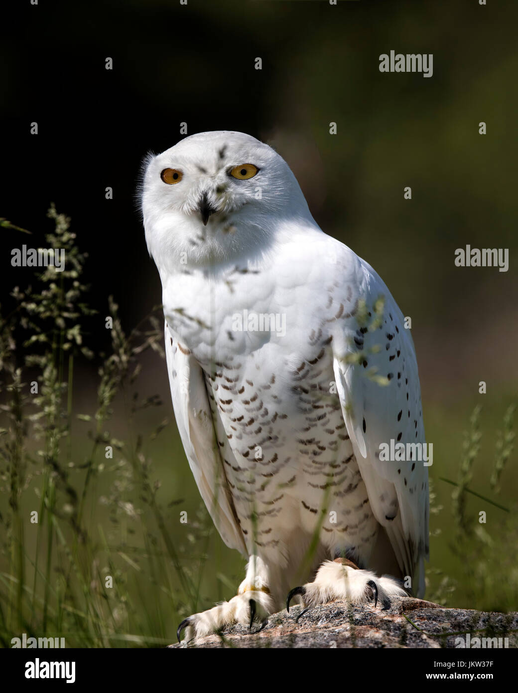 Snowy Owl Canadian Raptor Conservancy Stock Photo - Alamy