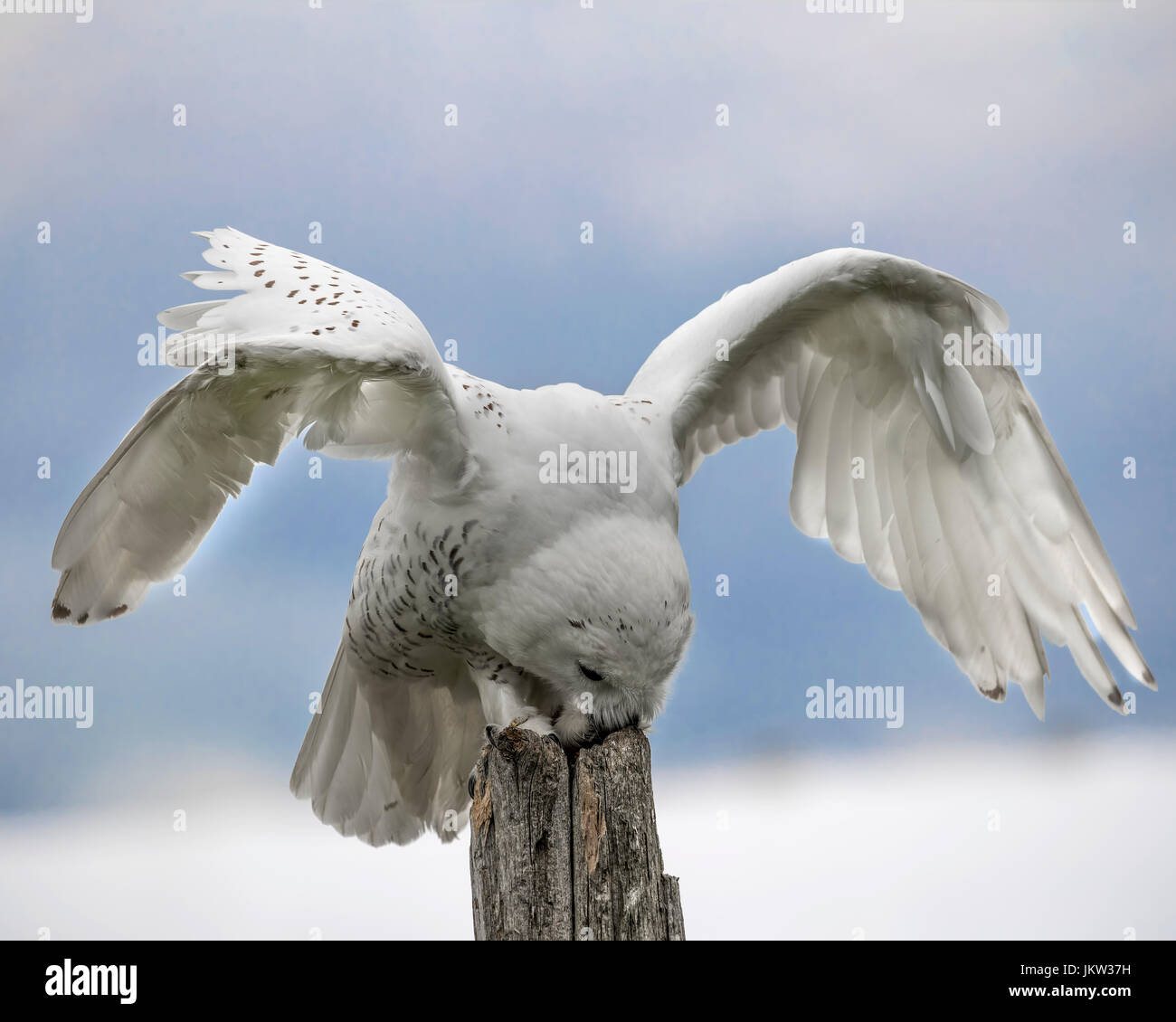 Snowy Owl Canadian Raptor Conservancy Stock Photo - Alamy