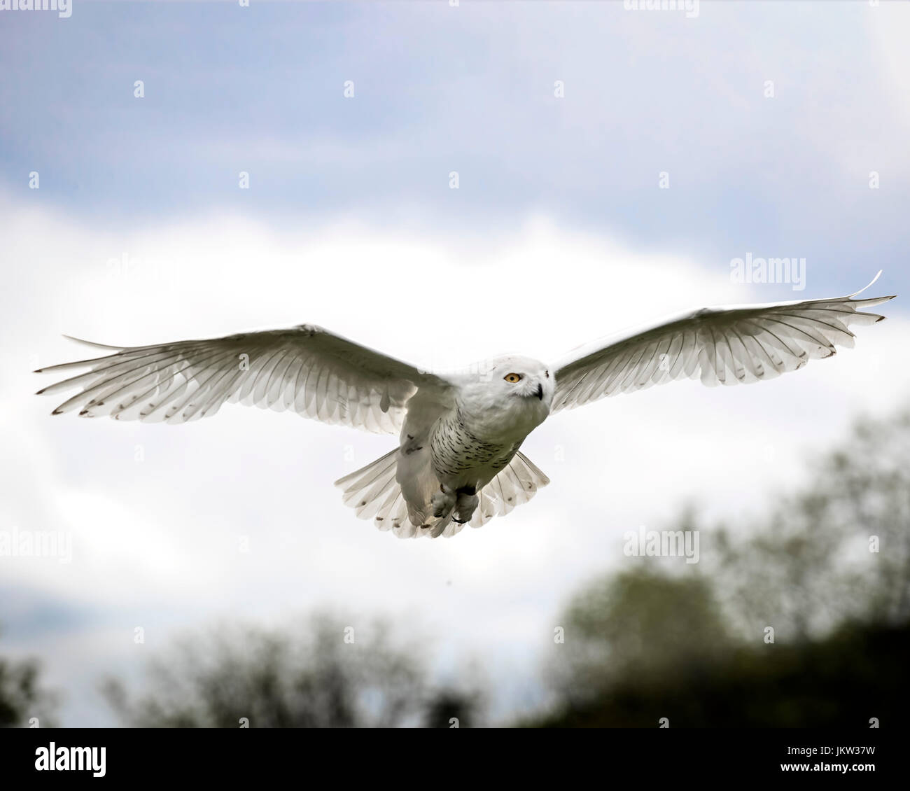 Canadian raptor conservancy hi-res stock photography and images - Alamy