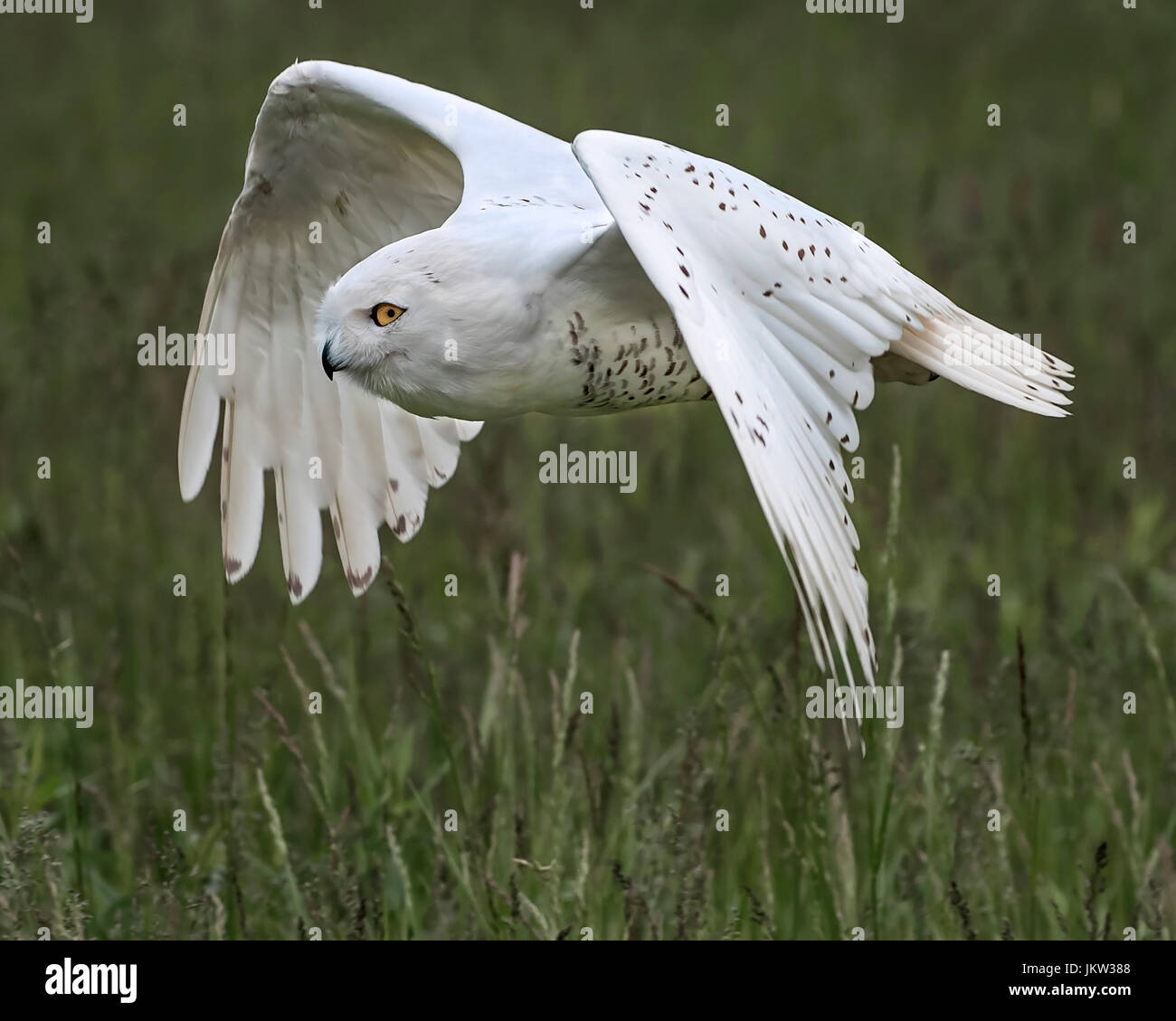 Snowy Owl Canadian Raptor Conservancy Stock Photo - Alamy