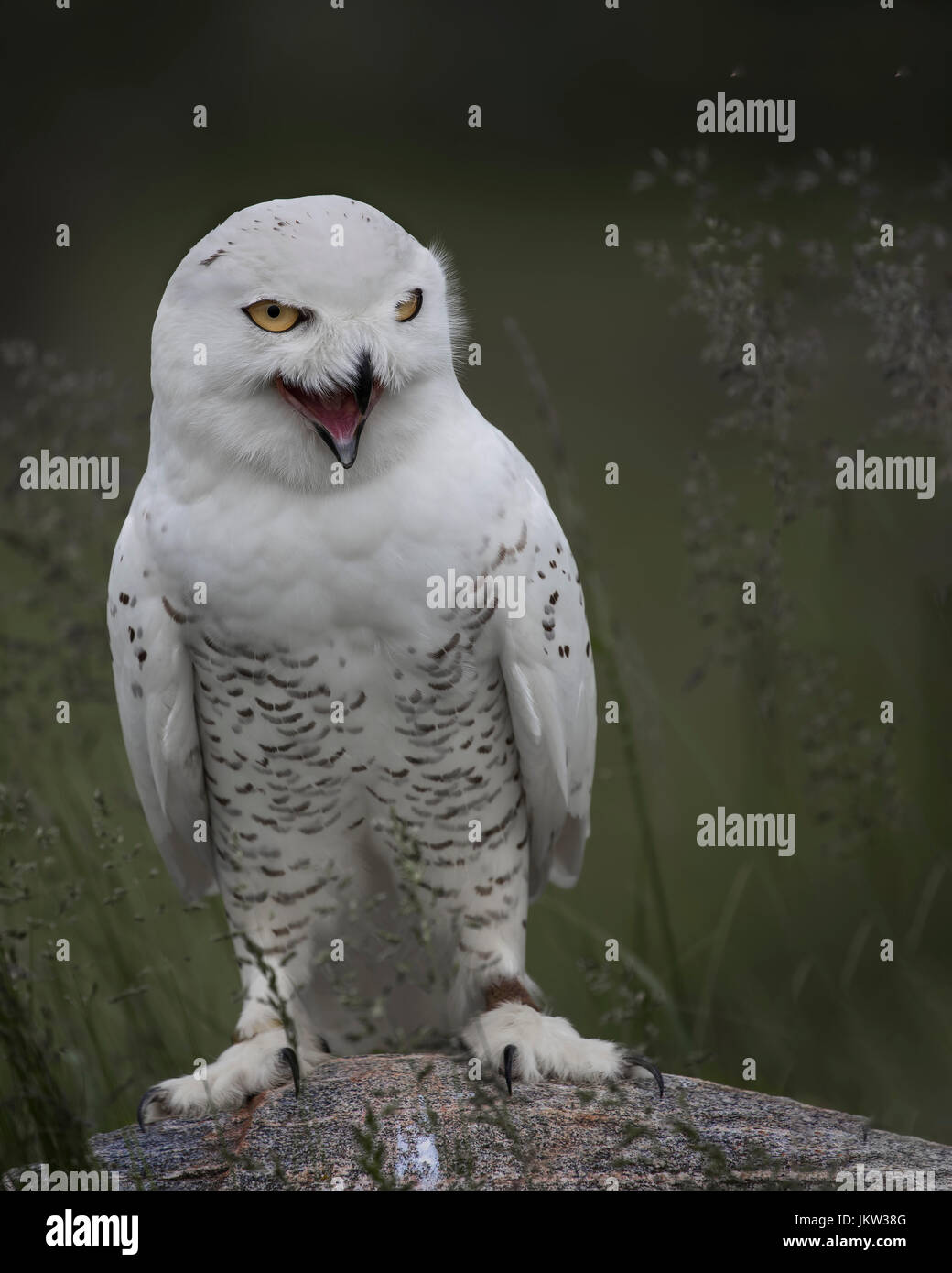 Snowy Owl Canadian Raptor Conservancy Stock Photo - Alamy