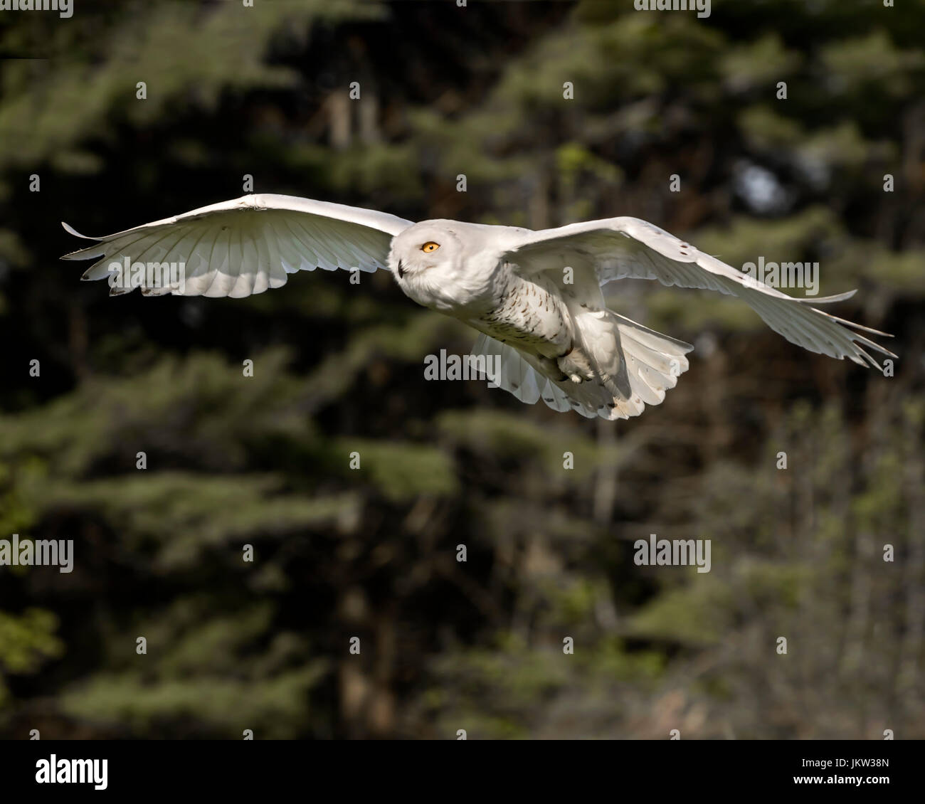 Snowy Owl Canadian Raptor Conservancy Stock Photo - Alamy