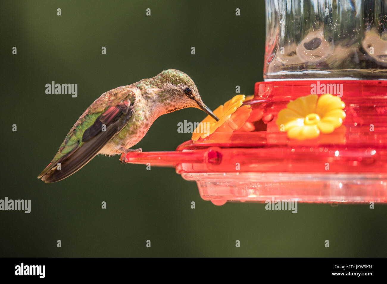 Male Anna's Hummingbird (Calypte anna) perched on a backyard hummingbird feeder and drinking fresh, clean sugar water. Stock Photo