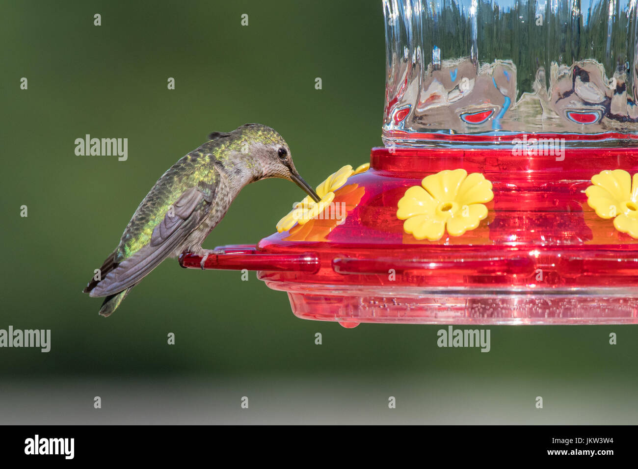 Sugar Feeder Stock Photos Sugar Feeder Stock Images Alamy