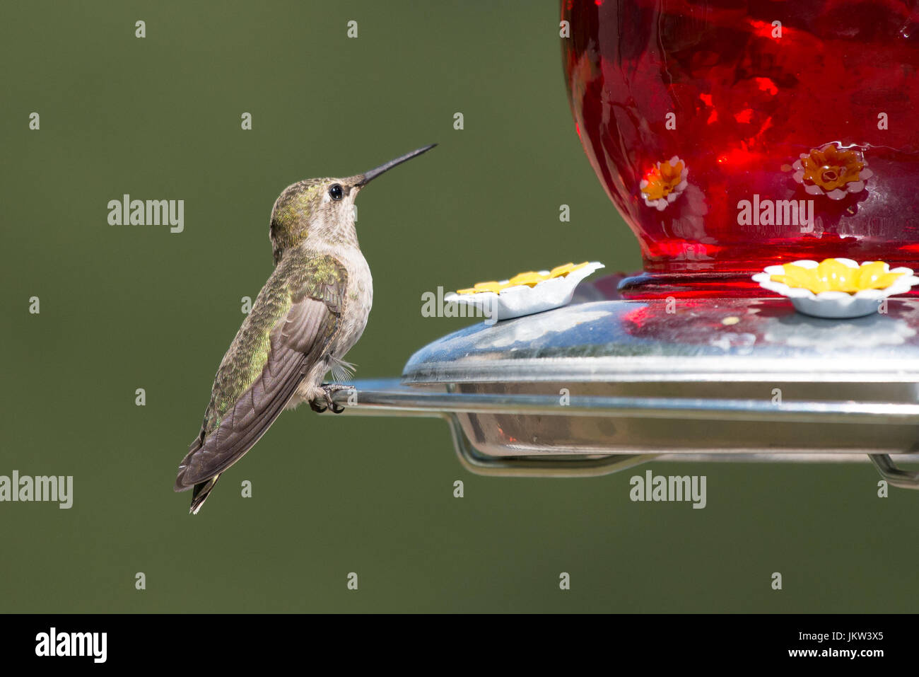 Birds Sipping Nectar On A Nectar Feeder Stock Photos Birds