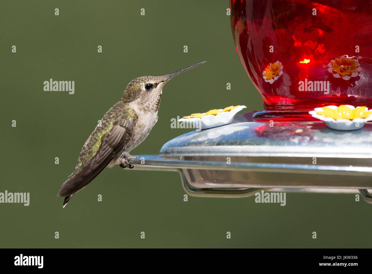 Birds Sipping Nectar On A Nectar Feeder Stock Photos Birds