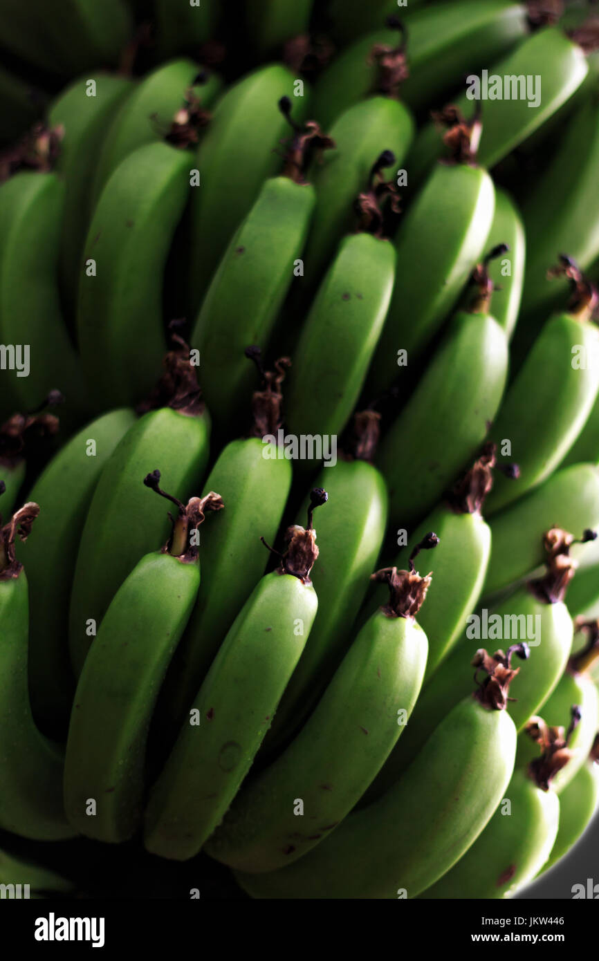 a large bunch of bananas ( Musa balbisiana) hang from a tree Stock