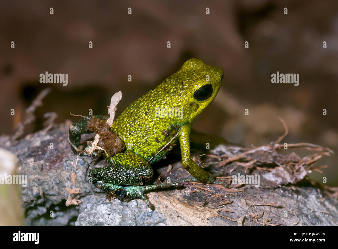 Granular Poison Frog, “Oophaga granulifera”-yellow form-Costa Rica Stock Photo