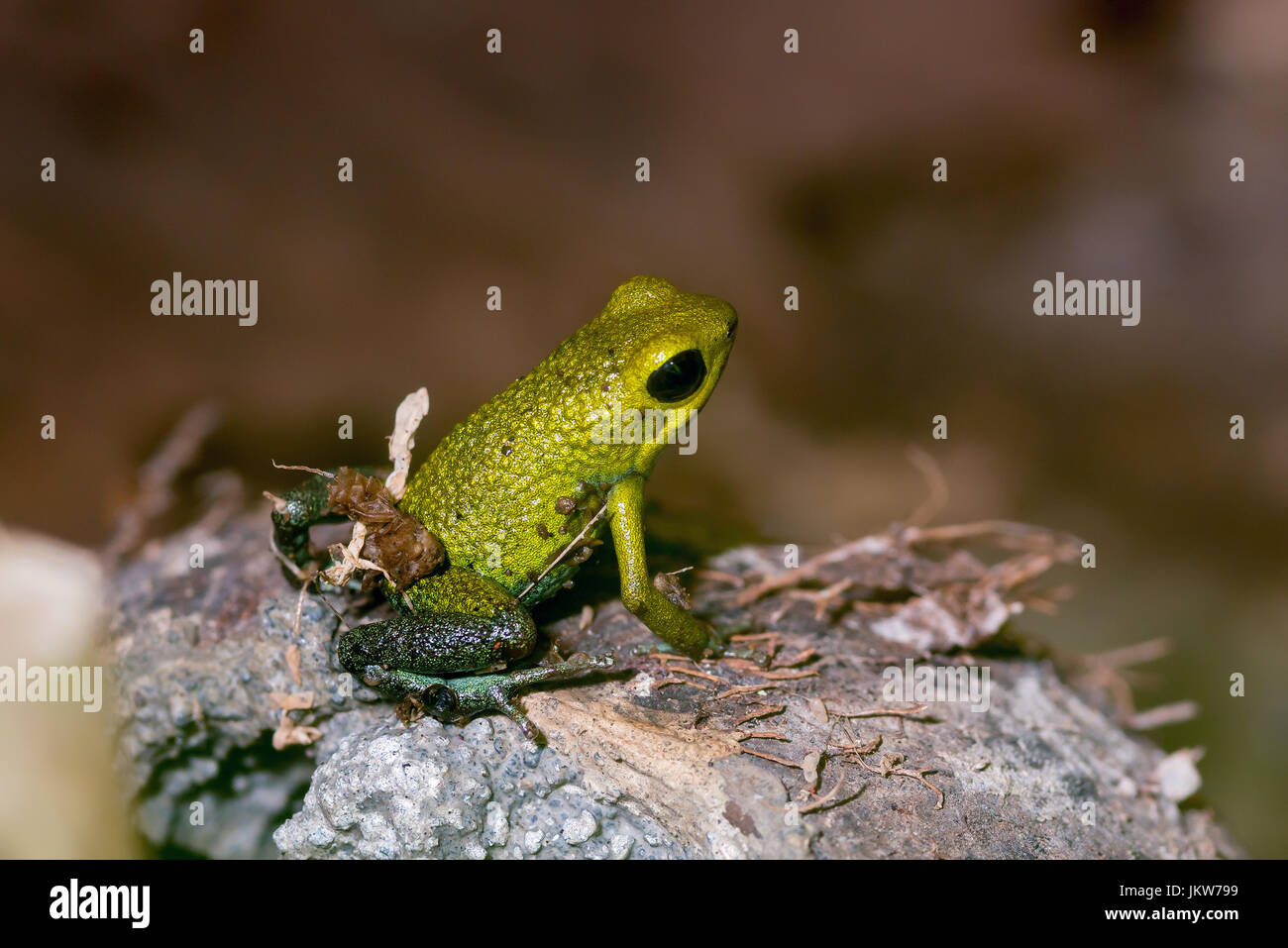 Granular Poison Frog, “Oophaga granulifera”-yellow form-Costa Rica Stock Photo