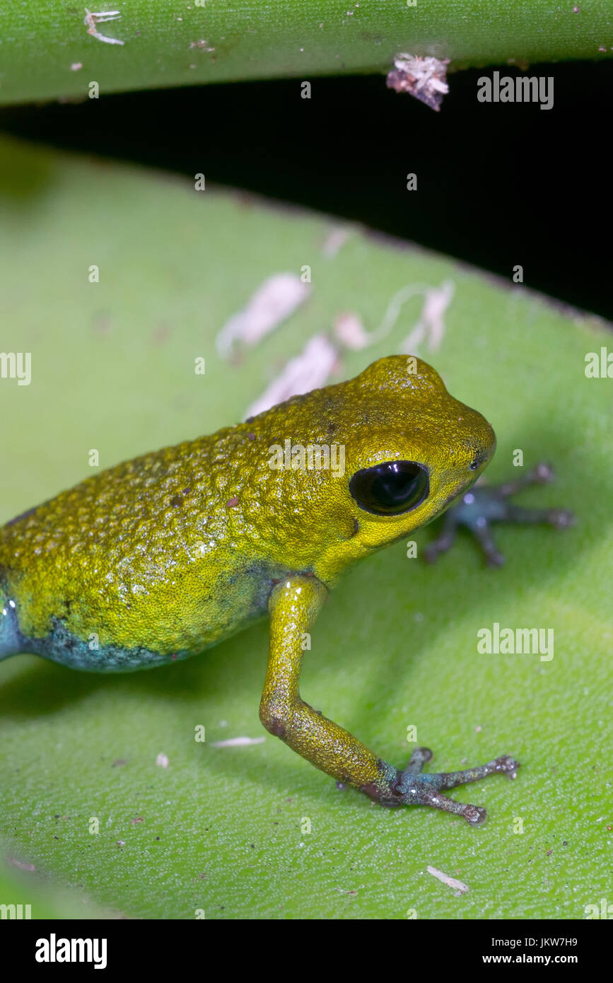 Granular Poison Frog, “Oophaga granulifera”-yellow form-Costa Rica Stock Photo