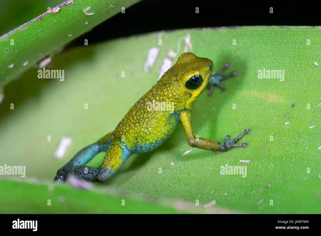 Granular Poison Frog, “Oophaga granulifera”-yellow form-Costa Rica Stock Photo