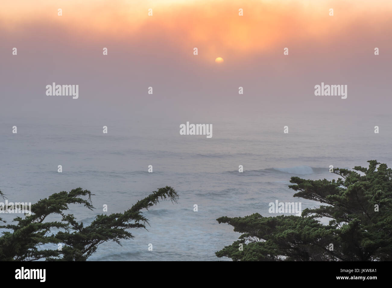 Pacific Ocean Foggy Sunset With Cypress Trees. Stock Photo