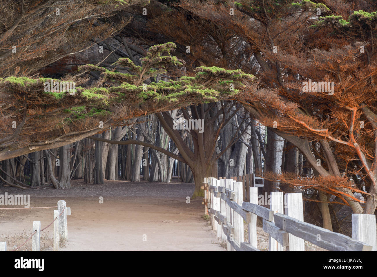 Pathway to the Cypress Grove. Stock Photo