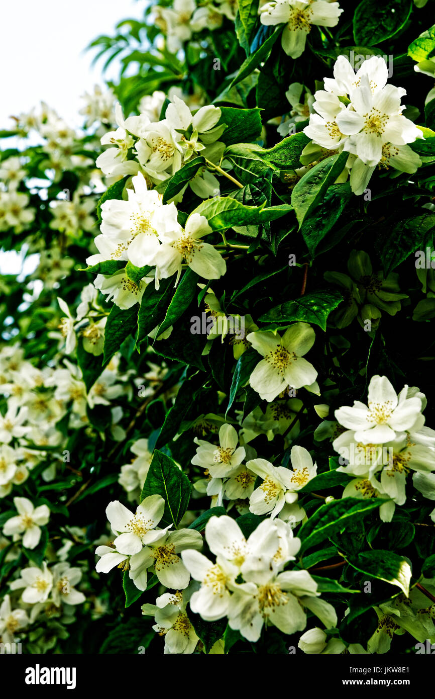 Abbey Dore Court Garden Is In Glorious Herefordshire And Is A