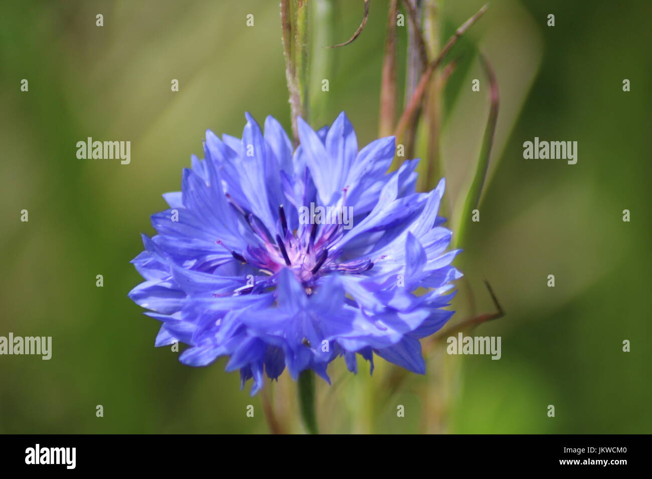 Cornflower Stock Photo