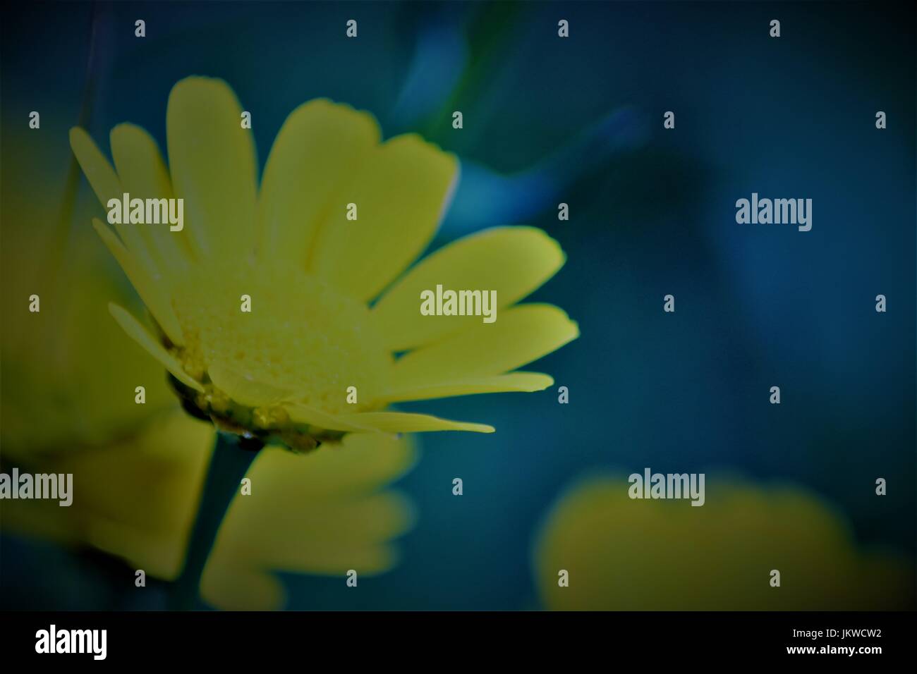 Yellow desktop on blue hi-res stock photography and images - Alamy