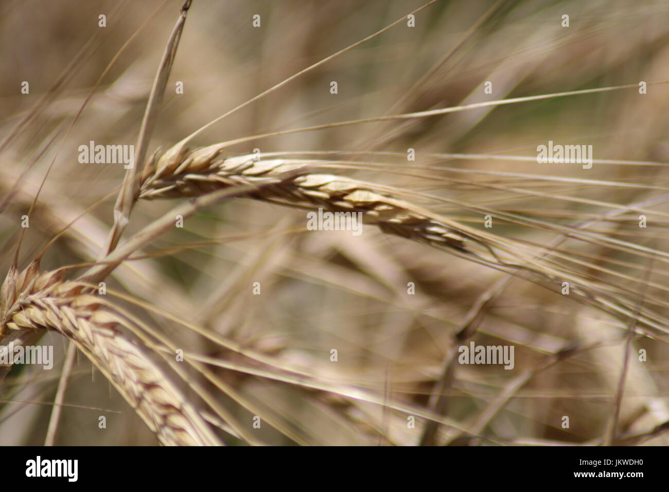 Wheat Sheaf High Resolution Stock Photography and Images Alamy