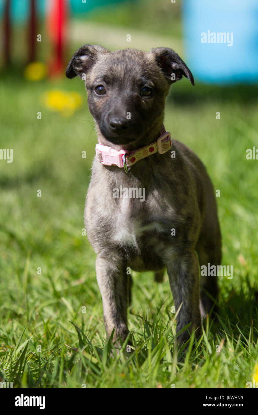 Whippet Puppy with Pink Collar Stock Photo