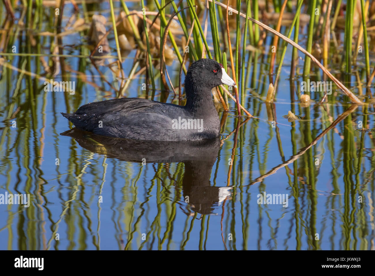 This american coot is swimming among reeds in a lake in the Viera Wetlands in Florida, USA. Stock Photo