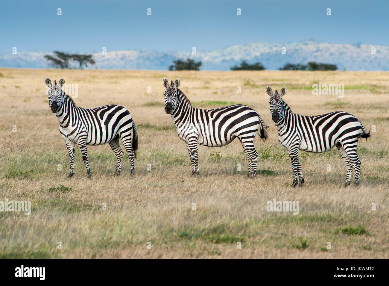 Zebra, Equus burchellii, on Serengeti Plains in Tanzania. Stock Photo
