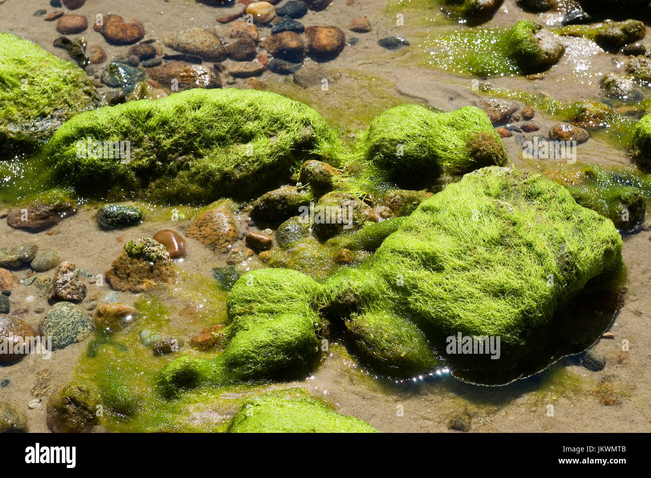 Seaweed on the rocks on a Cape Cod beach - Dennis - Massachusetts, USAB Stock Photo