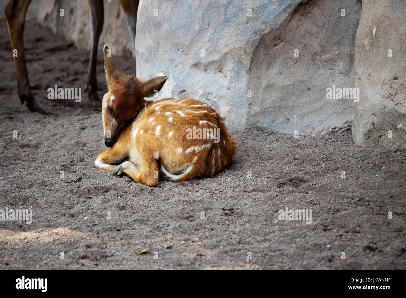 Bambi sleep