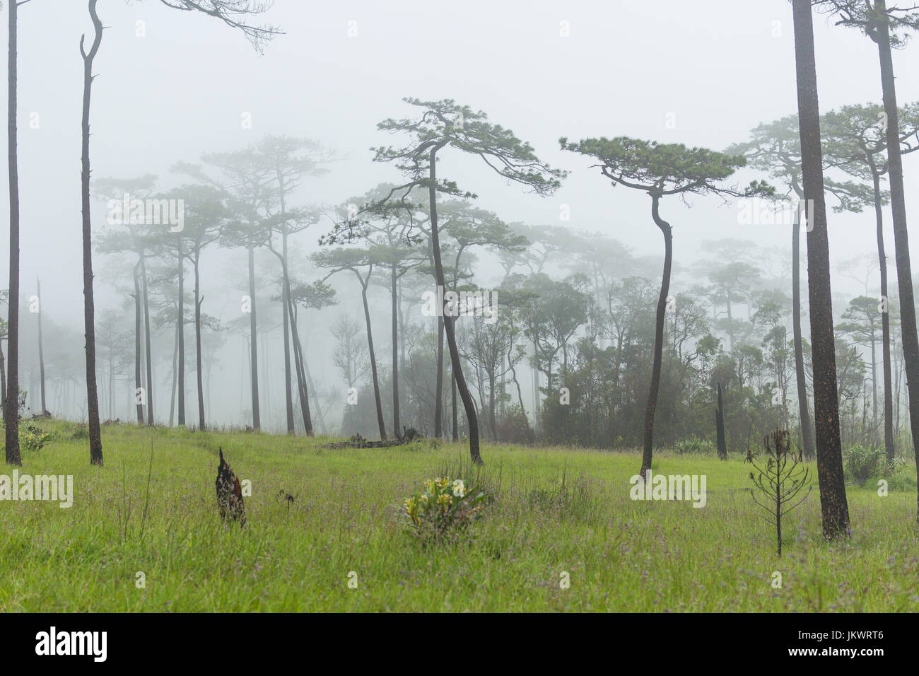 Pine forest with white fog Stock Photo - Alamy