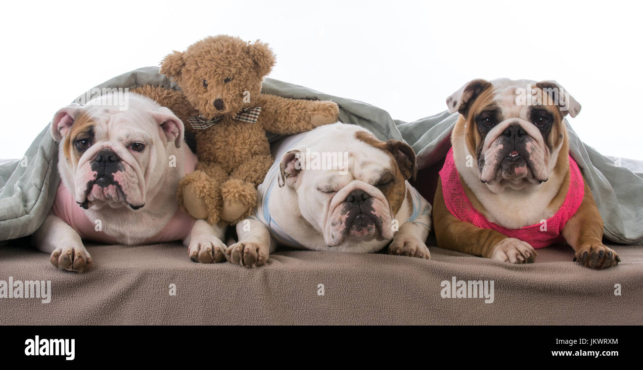 three dogs under the covers having a pajama party Stock Photo Alamy
