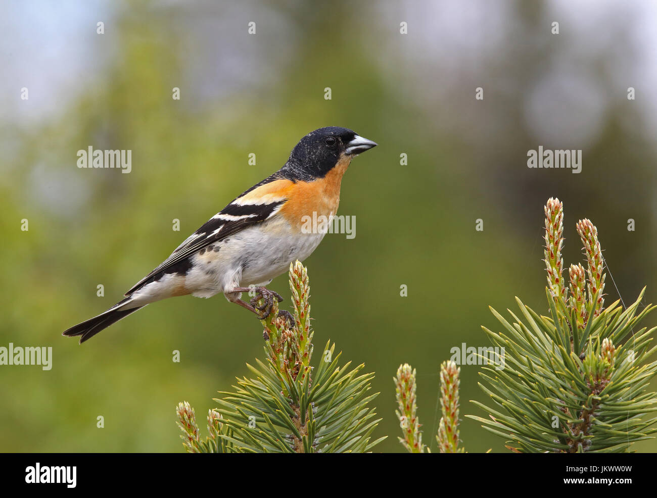 Brambling, male in breeding plumage, sitting on Spruce top Stock Photo