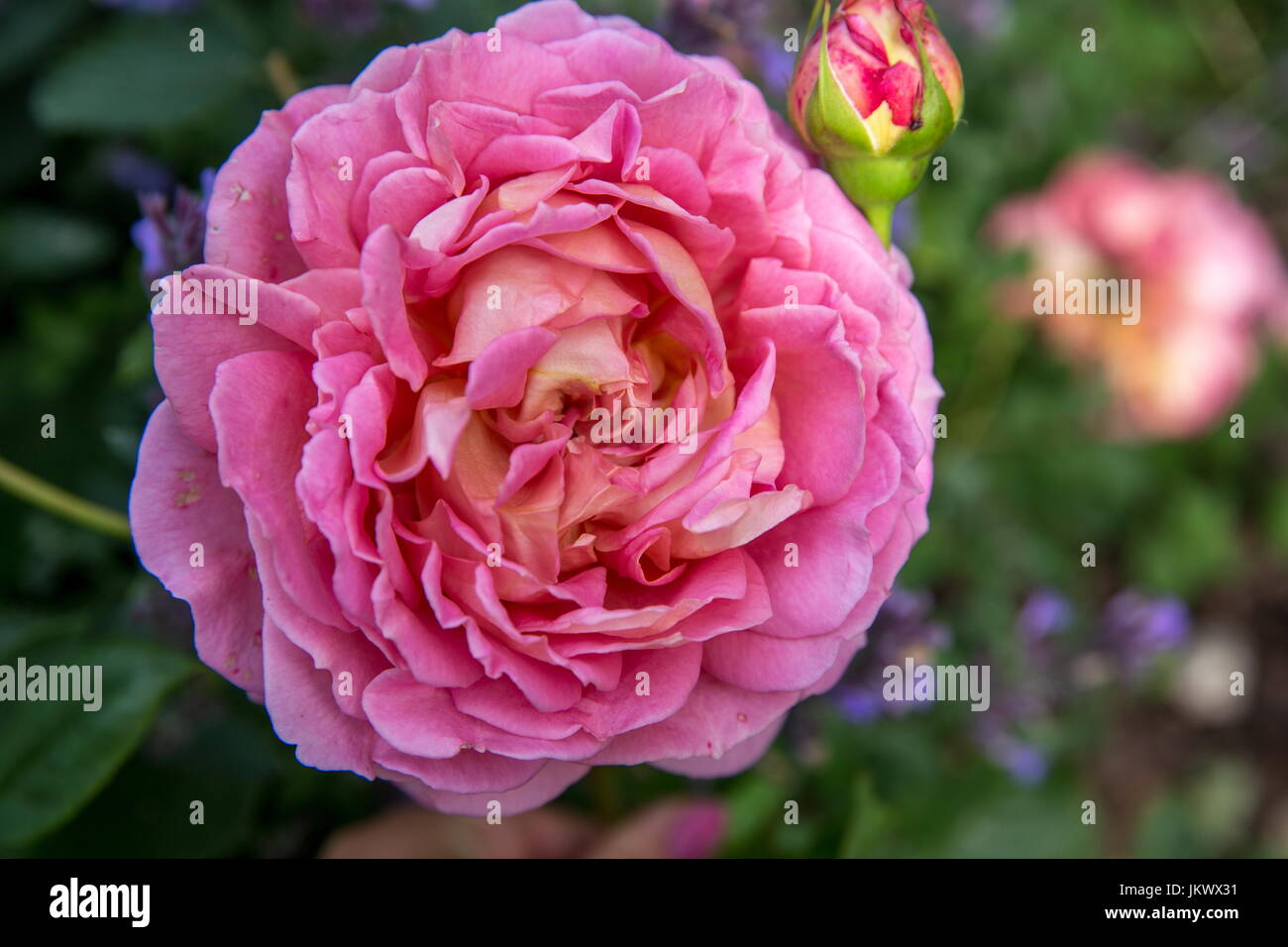 Blooming pink English rose in the garden on a sunny day. David Austin Rose Stock Photo