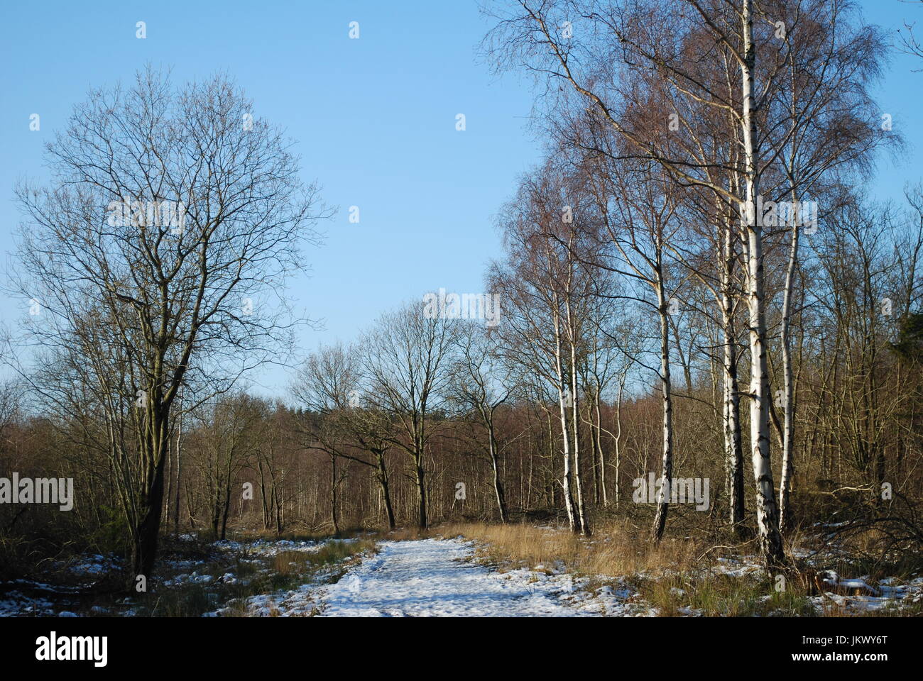 Snow covered path in woods in winter with bright sky Stock Photo - Alamy