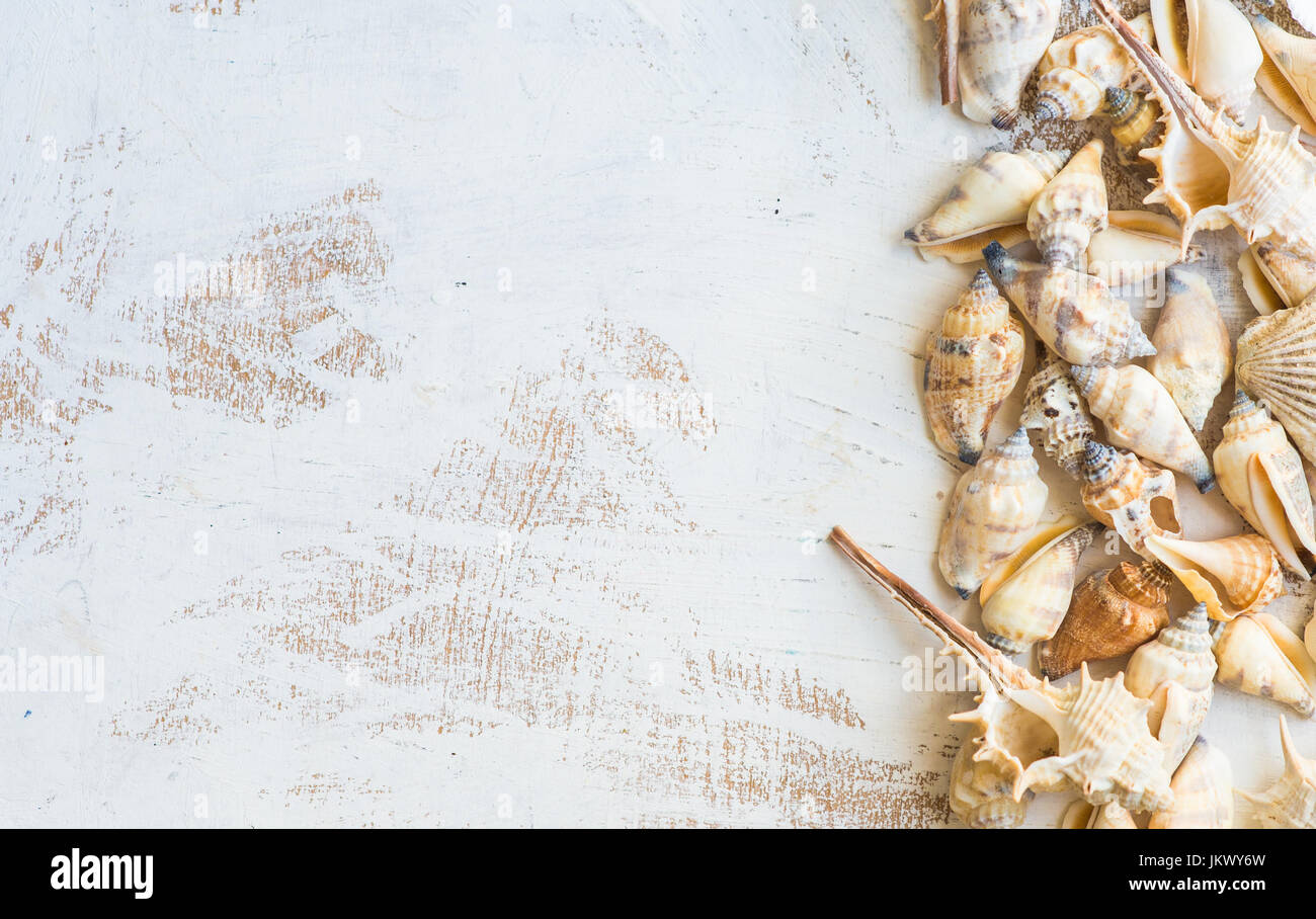 Sea shells different forms on white wooden background with copyspace ...