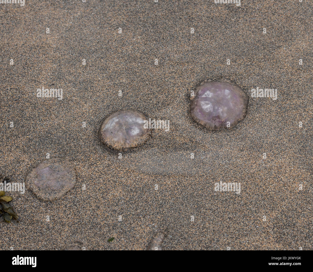 dead jelly fish stranded on beach Stock Photo