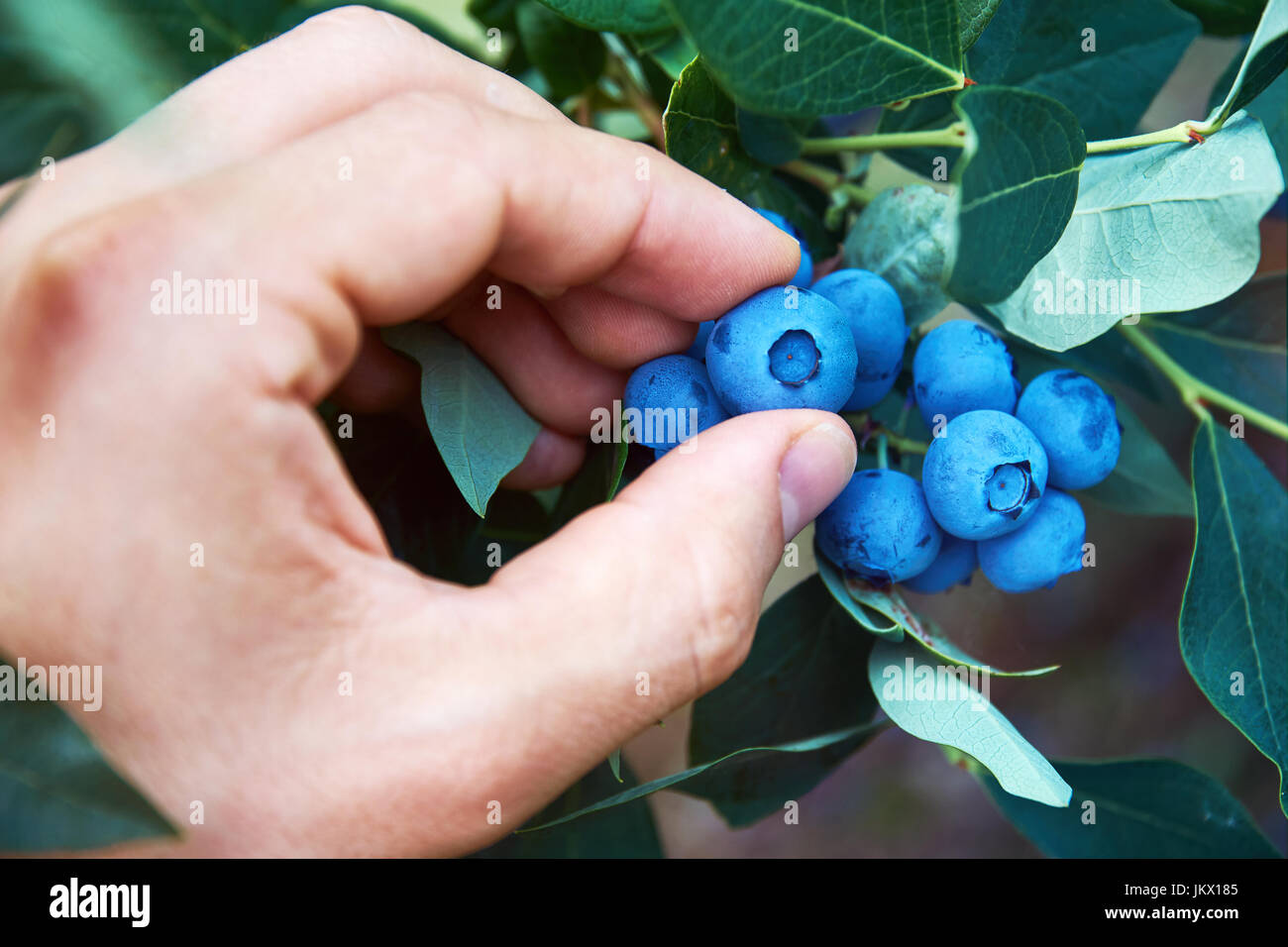 Male hand is picking fresh organic blueberries from the bush. Stock Photo