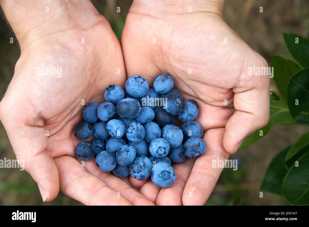 Male hand with resh organic blueberries from the bush. Top down view. Stock Photo