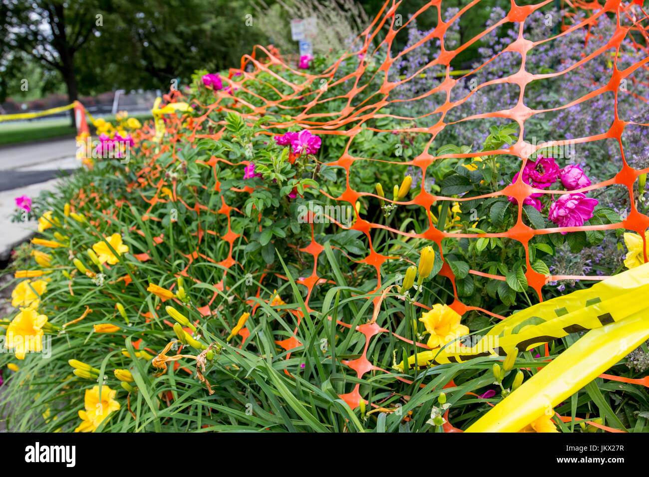 Colorful arrangement of flowers bound down by orange fencing and construction makes for a beautiful scene. Stock Photo