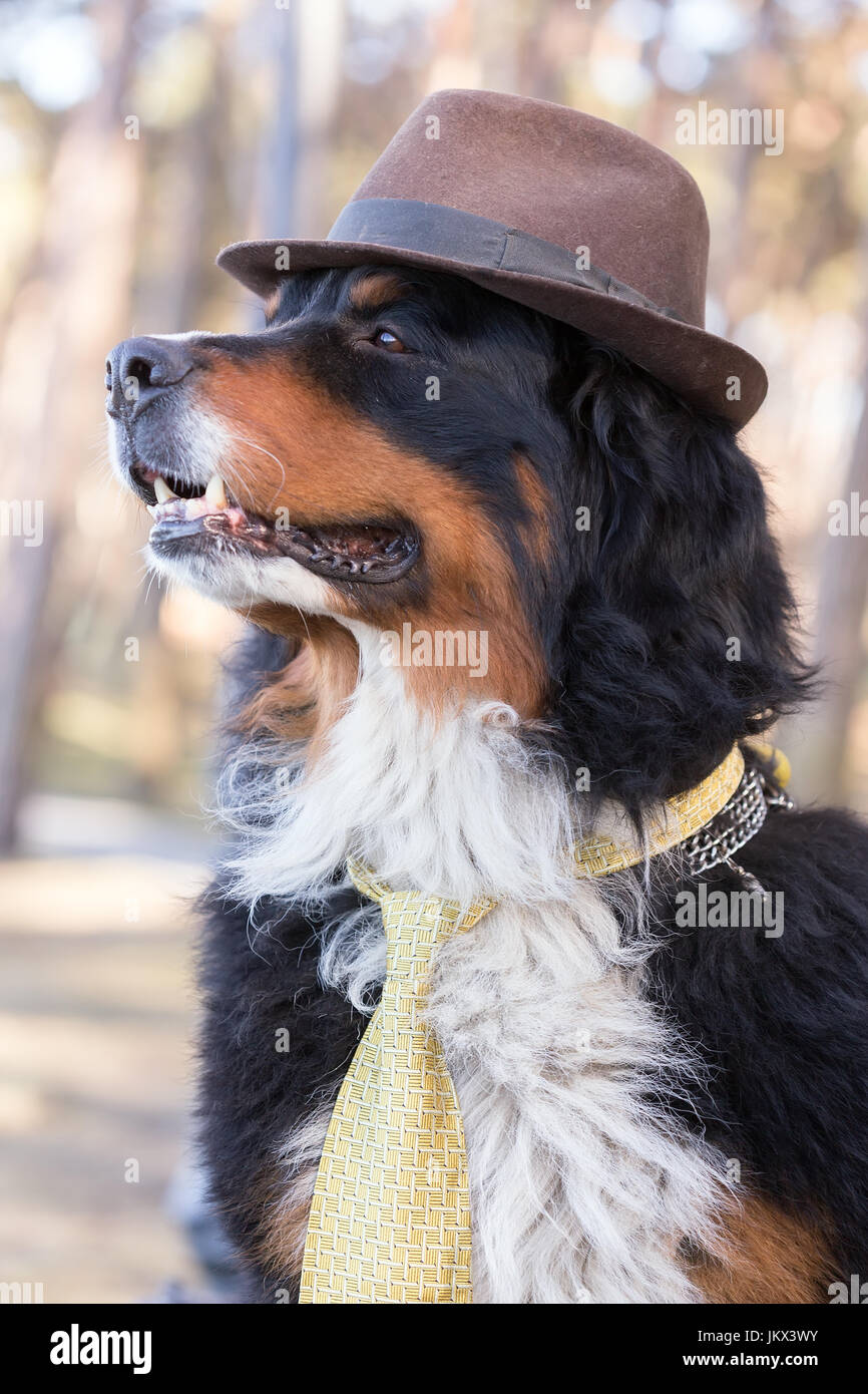 bernese mountain dog in hat closeup portrait Stock Photo Alamy