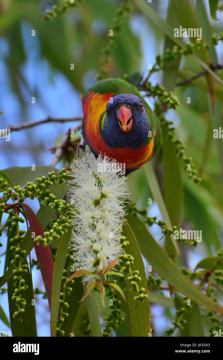 Rainbow parakeet eating white flower Stock Photo Alamy