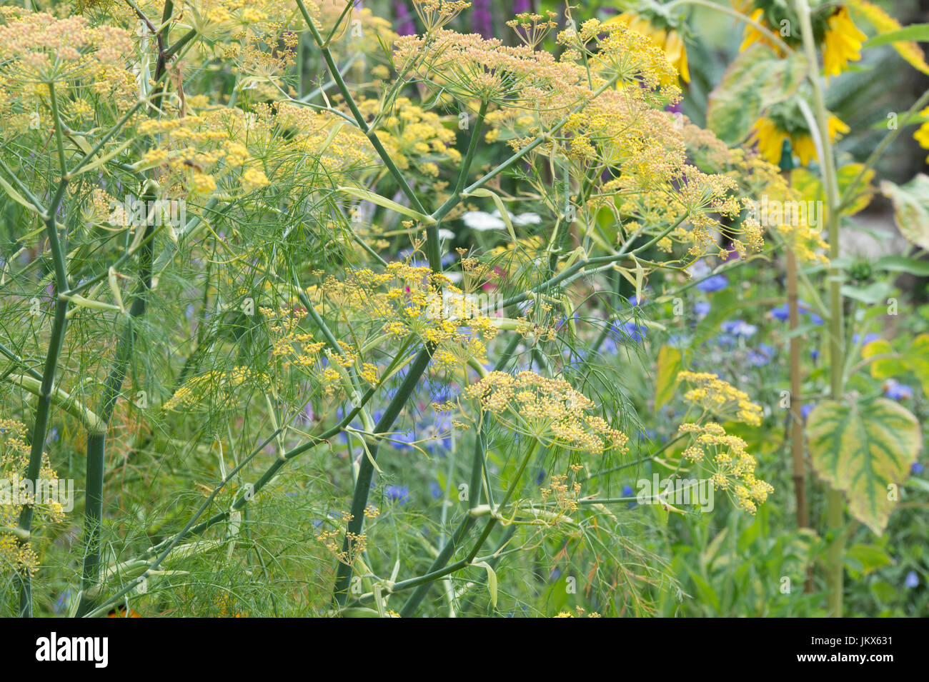 Foeniculum Vulgare Purpureum. Bronze fennel in flower. UK Stock Photo