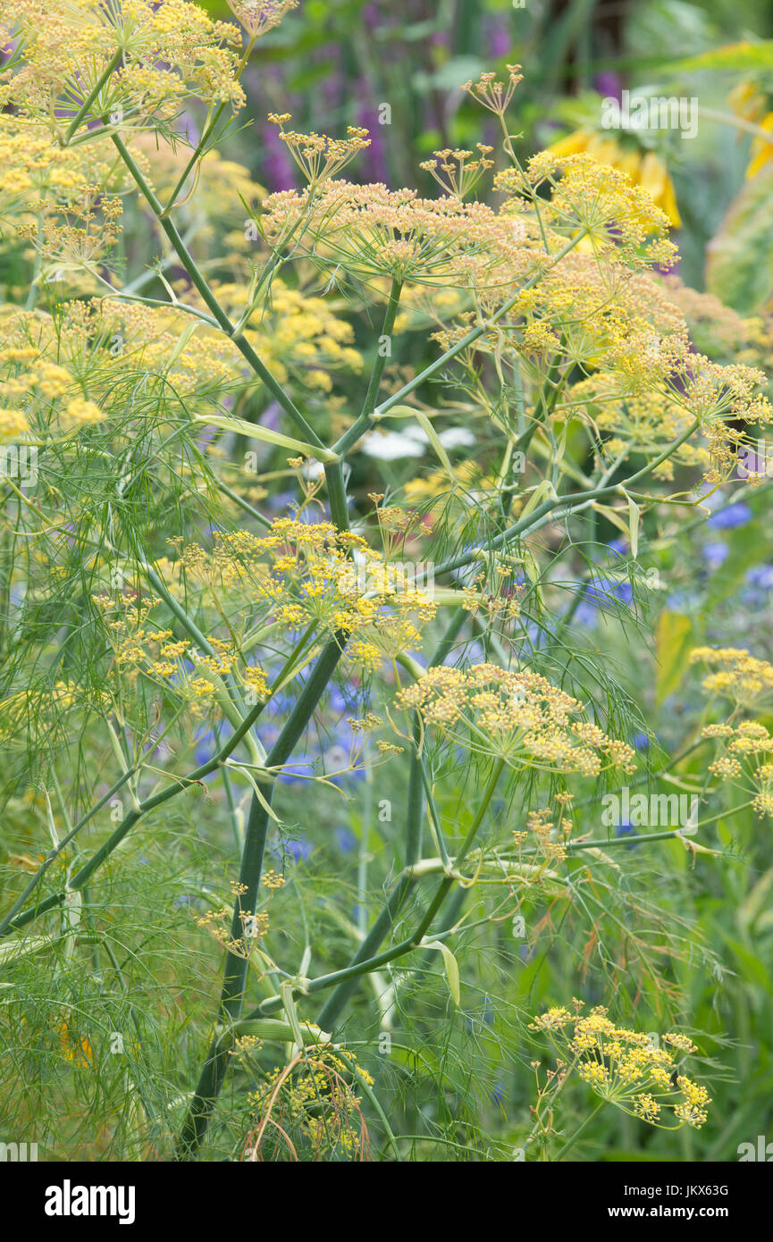 Foeniculum Vulgare Purpureum. Bronze fennel in flower. UK Stock Photo