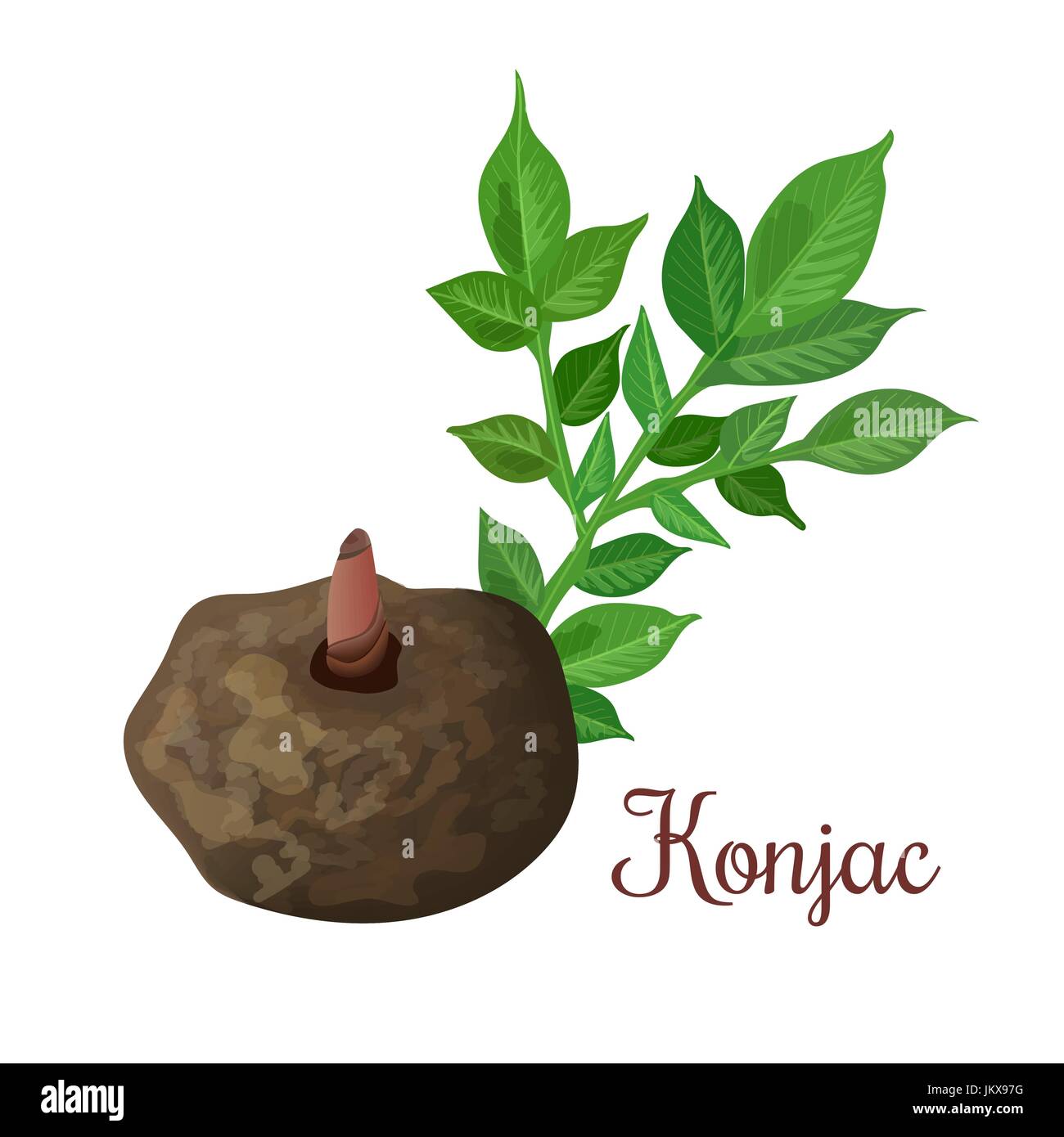 Konjac, Elephant Yam or konnyaku potato, devil's tongue, Stock Vector