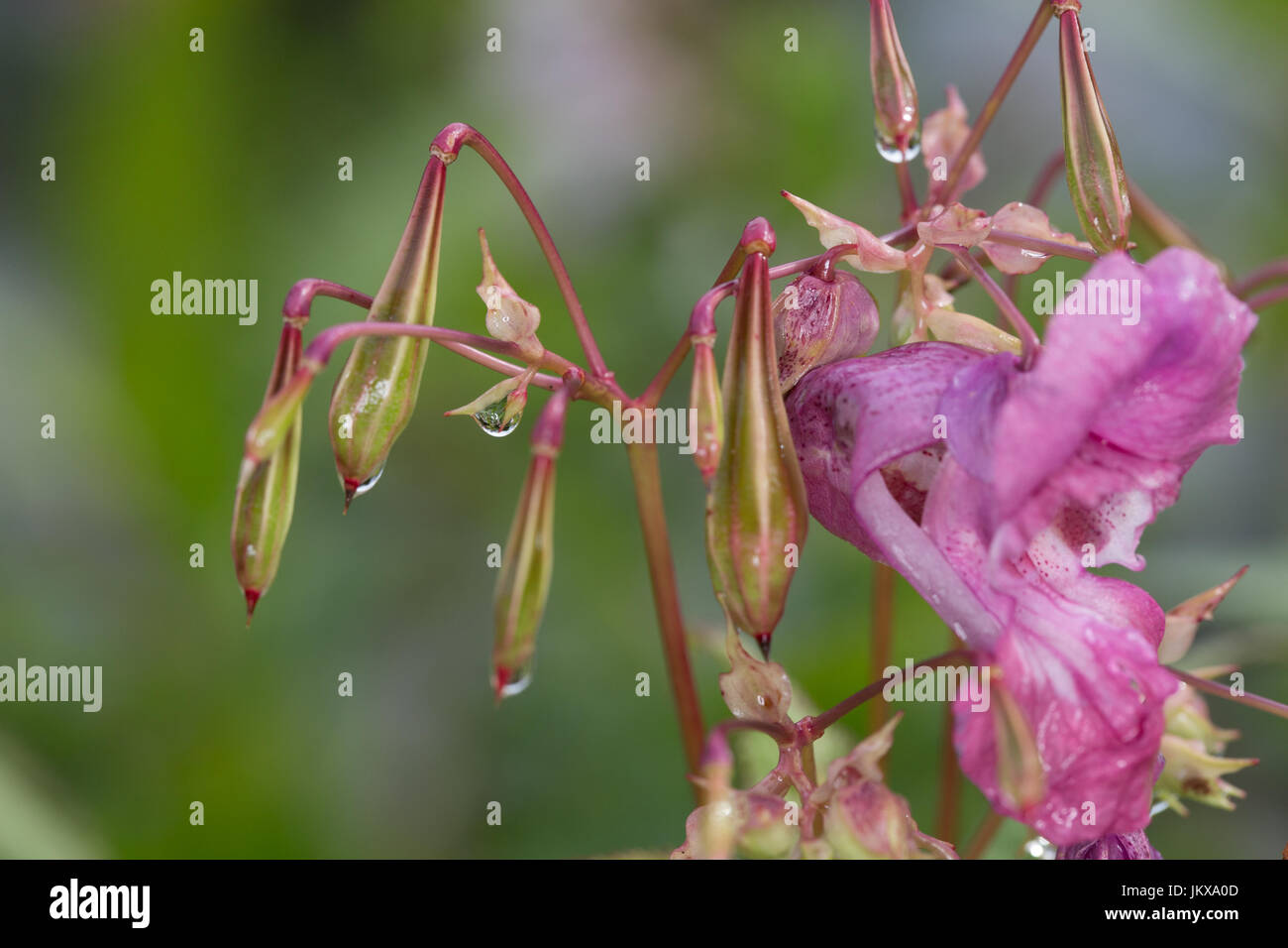 Himalayan balsam growing on an English canal bank. Stock Photo