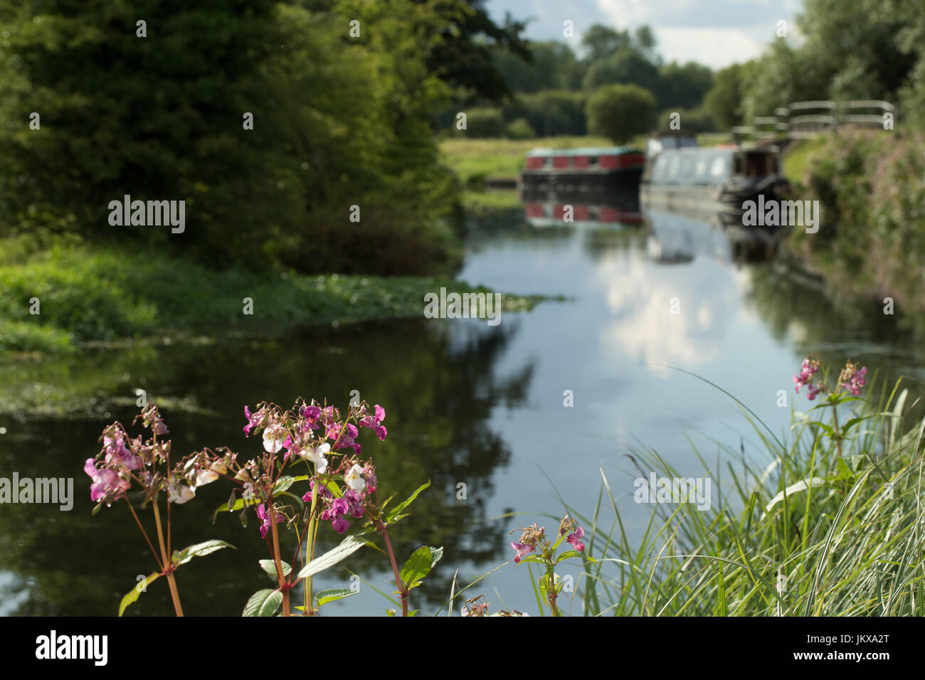 Himalayan balsam growing on an English canal bank. Stock Photo