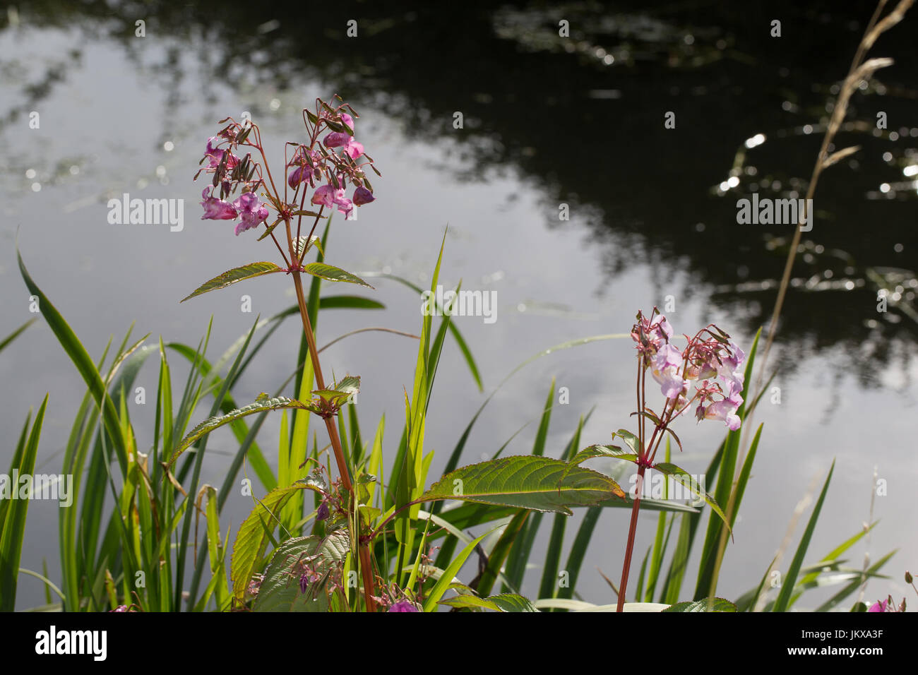 Himalayan balsam growing on an English canal bank. Stock Photo